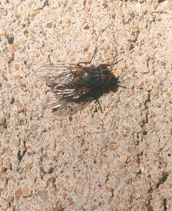 Muscina stabulans F (Muscidae)